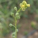 Neslia paniculata Blomst