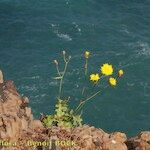 Sonchus ustulatus Habit