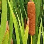 Typha orientalis Vaisius