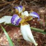 Trimezia northiana Flower