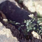 Antirrhinum sempervirens Habit