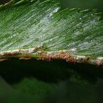 Asplenium friesiorum Foglia