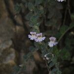 Chaenorhinum villosum Virág