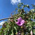 Ipomoea mauritiana പുഷ്പം