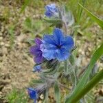 Alkanna tinctoria Flower