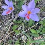 Crocus sativus Λουλούδι
