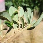 Quercus fusiformis Fruit