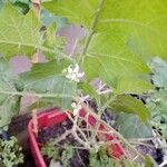 Solanum mammosum पत्ता