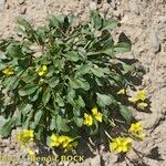 Brassica repanda Habitat