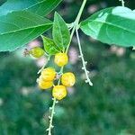 Duranta erecta Fruit