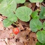 Geophila repens Fruit