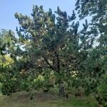 Pinus heldreichii Hábito