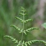 Cystopteris montana Leaf