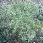 Euphorbia lamarckii Zvyk