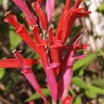 Salvia elegans 花