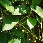 Humulus lupulus Кара