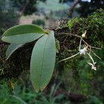 Angraecopsis lisowskii Habit