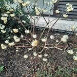 Edgeworthia tomentosa Fuelha