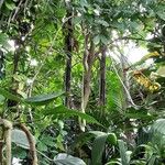 Kigelia africana Meyve