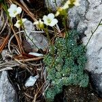 Saxifraga caesia Blatt