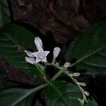 Spigelia humboldtiana Flower