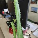 Euphorbia trigona Corteza