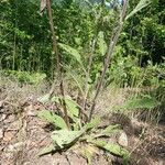 Pentanema squarrosum Leaf