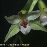 Epipactis leptochila Flower