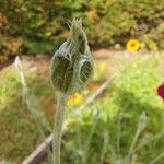 Silene coronaria फूल