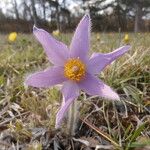 Pulsatilla grandis Flor