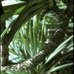 Pandanus cephalotus 樹皮