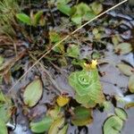 Hypericum elodes Hábito