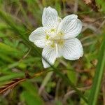 Parnassia palustrisFlor