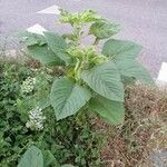 Amaranthus spinosus 葉