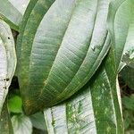 Miconia mirabilis Fulla