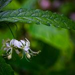 Clerodendrum laevifolium പുഷ്പം
