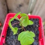 Acer stachyophyllum Habit