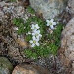 Arenaria balearica Hábito