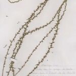 Thymelaea passerina 整株植物