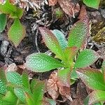 Arctous alpina Leaf