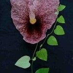 Aristolochia gigantea Flower