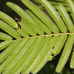 Senegalia tenuifolia Feuille