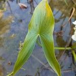 Sagittaria montevidensis List