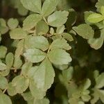 Fraxinus dimorpha Hoja