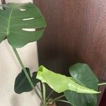 Monstera deliciosaЛисток