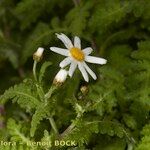 Argyranthemum adauctum Other