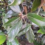 Magnolia virginiana Blatt