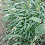 Setaria italica 整株植物