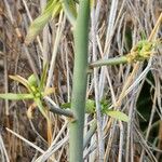 Euphorbia agowensis Habitatea