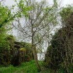 Juglans regia Habit